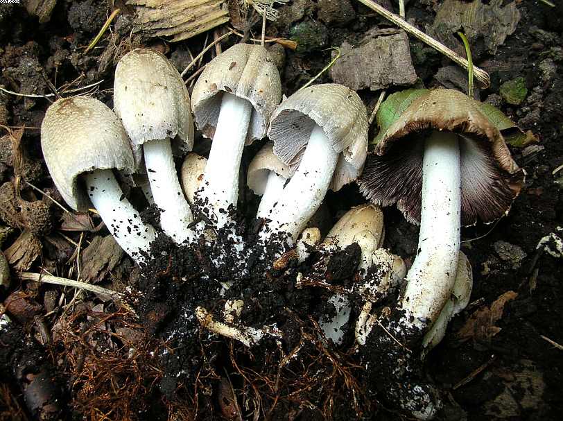 Coprinopsis strossmayeri (Schulzer) Redhead et al.